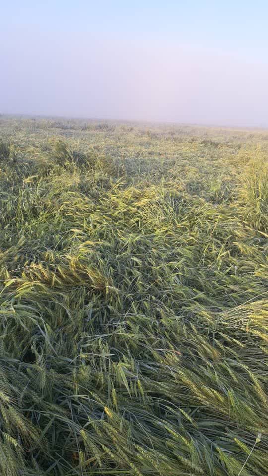 khsarat