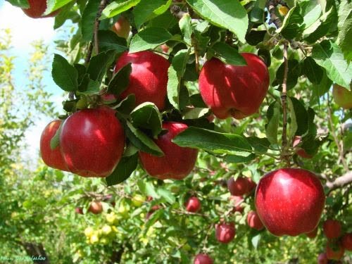 محصولات باغی