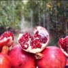 محصولات باغی