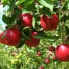 محصولات باغی